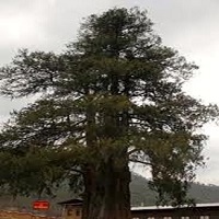 Bhutan National Tree